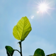 Daylight on a green leaf