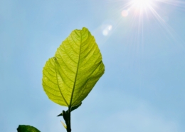 Daylight on a green leaf