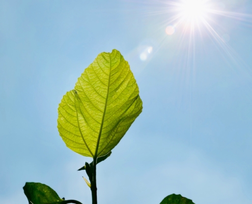 Daylight on a green leaf