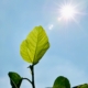 Daylight on a green leaf